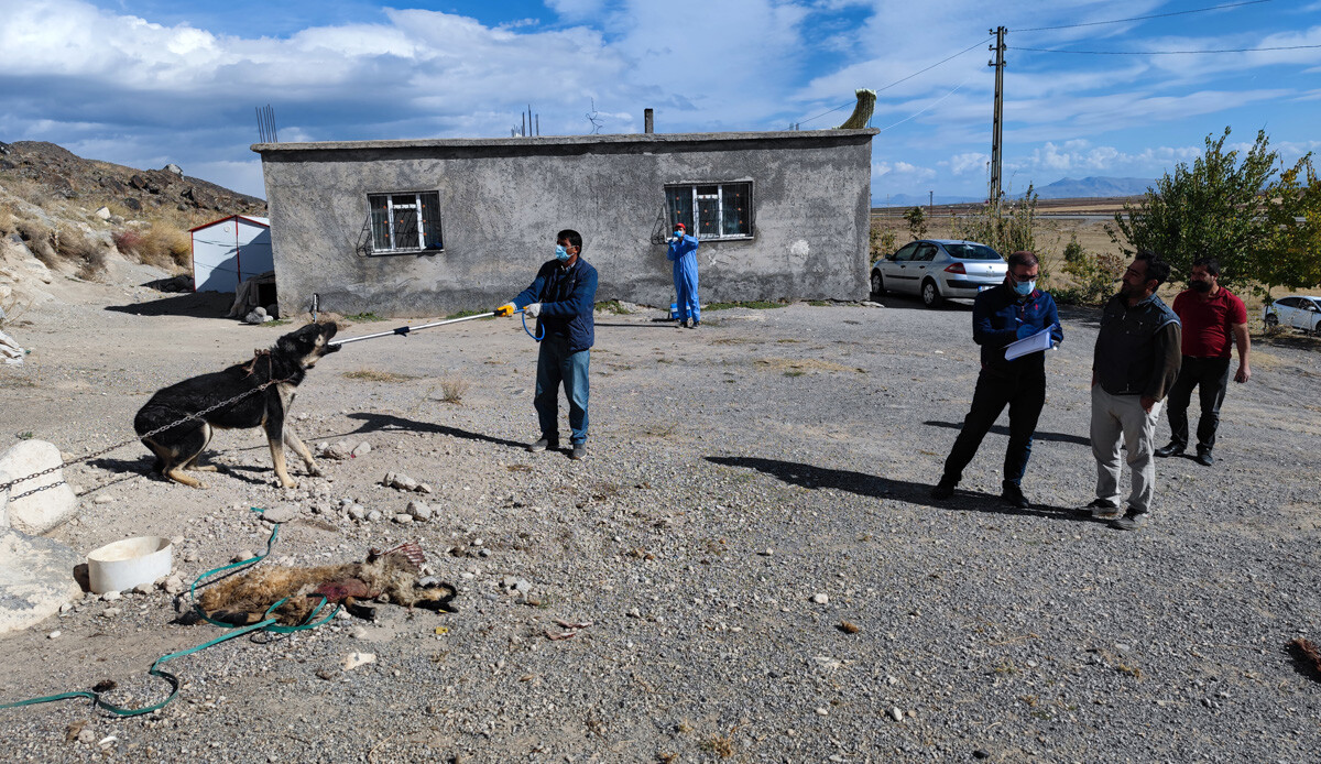 Bitlis'te kuduz paniği: Sokağa çıkamıyoruz Bitlis'te kuduz paniği: Sokağa çıkamıyoruz