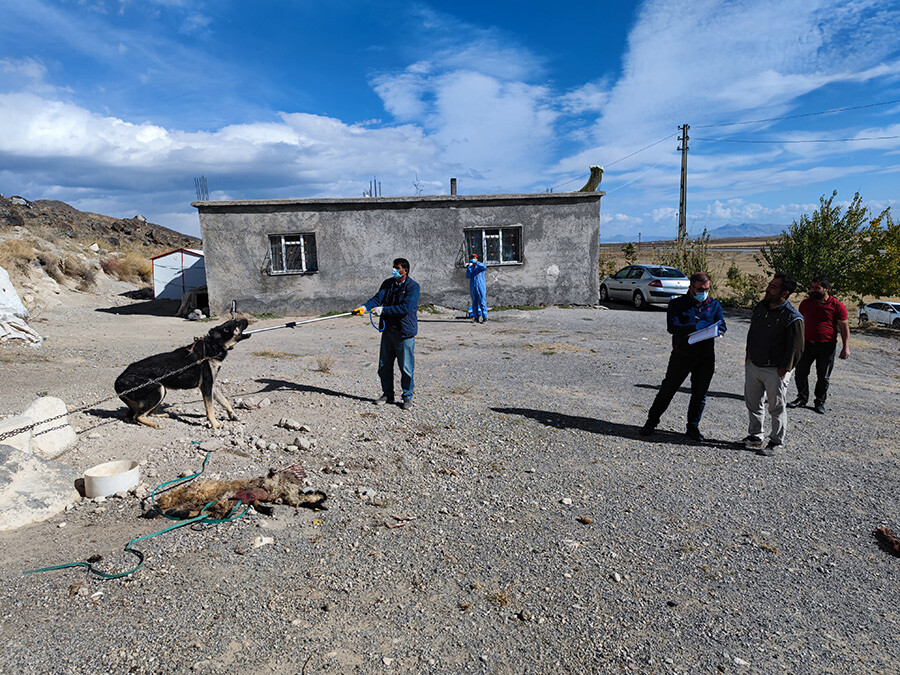 Bitlis'te kuduz paniği: Sokağa çıkamıyoruz