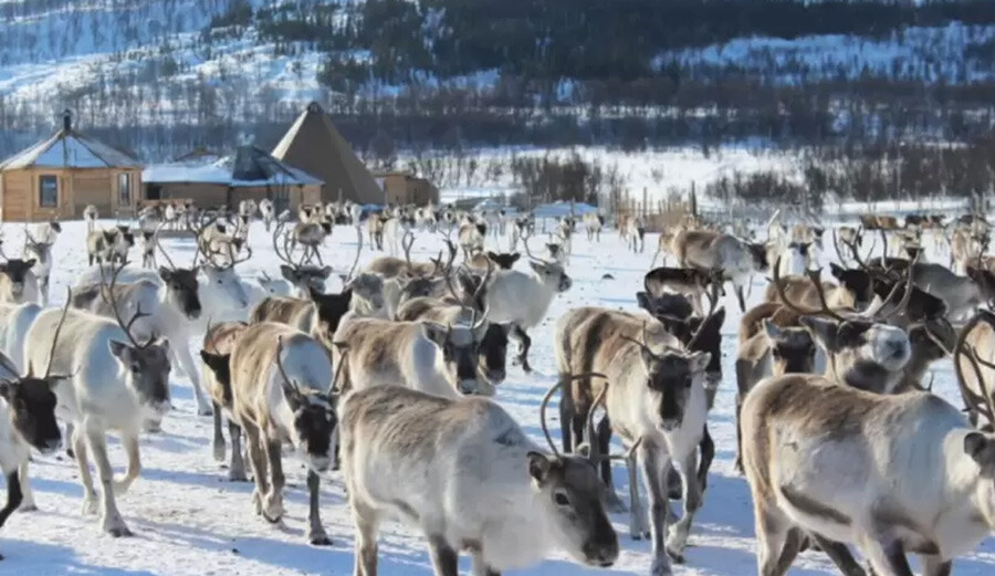 Sosyal medya bu optik illüzyon görseliyle çalkalanıyor: Resimdeki gizli kurdu bulabilir misin?