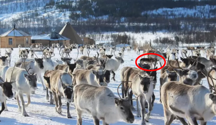 Sosyal medya bu optik illüzyon görseliyle çalkalanıyor: Resimdeki gizli kurdu bulabilir misin?