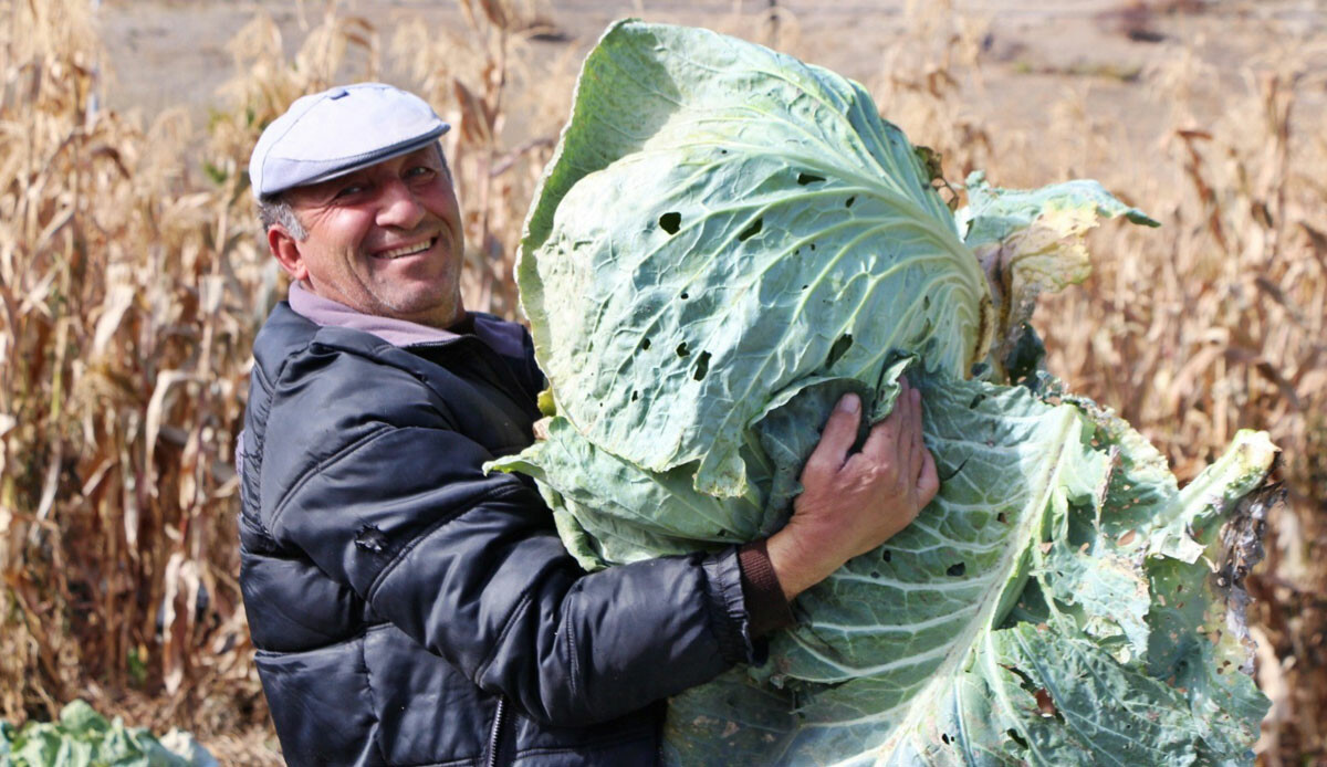 40 kiloluk dev lahanalar şaşırtıyor 40 kiloluk dev lahanalar şaşırtıyor