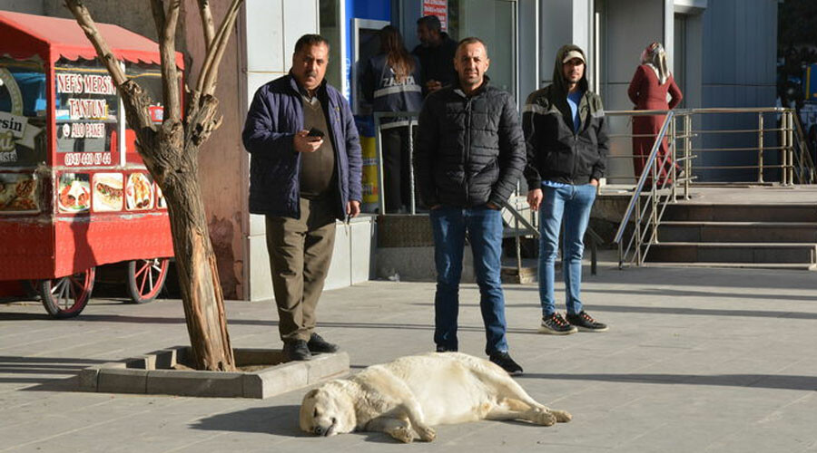 Kuduz olan çocuğun köyünde korku devam ediyor: Boş evler köpek dolu Kuduz olan çocuğun köyünde korku devam ediyor: Boş evler köpek dolu