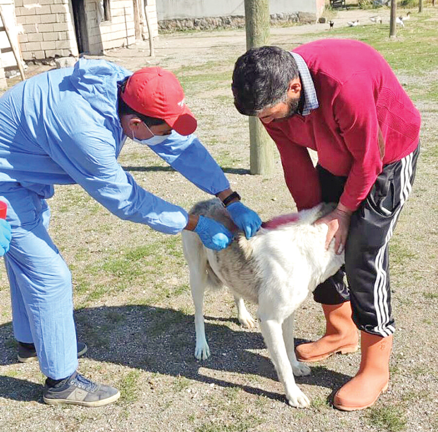 Uzmanlar uyarıyor! Sokak hayvanları kuduz riski taşıyor Uzmanlar uyarıyor! Sokak hayvanları kuduz riski taşıyor