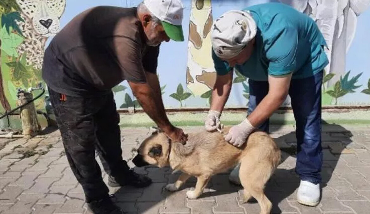 Uzmanlar uyarıyor! Sokak hayvanları kuduz riski taşıyor Uzmanlar uyarıyor! Sokak hayvanları kuduz riski taşıyor