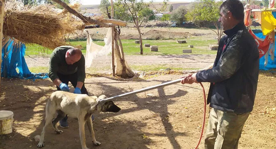 Bitlis'te kuduz olan çocuğun babası konuştu: Köpek ısırdığını bilseydik daha önce götürürdük