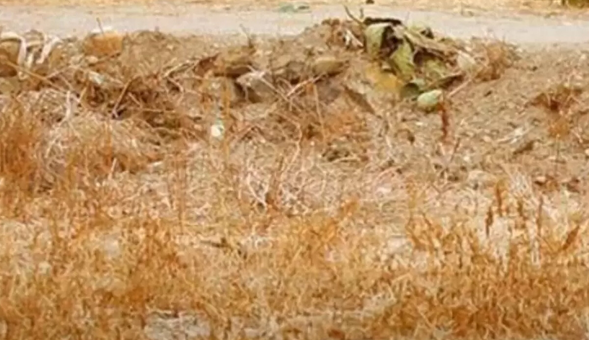 Beyninizi zorlayan test: Fotoğraftaki kedi nerede? Bulmak için 10 saniyeniz var… Beyninizi zorlayan test: Fotoğraftaki kedi nerede? Bulmak için 10 saniyeniz var…