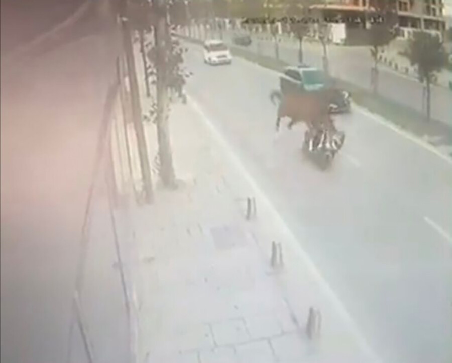 İstanbul'da ilginç kaza! Yoldaki ata motosiklet çarptı, o anlar kamerada İstanbul'da ilginç kaza! Yoldaki ata motosiklet çarptı, o anlar kamerada