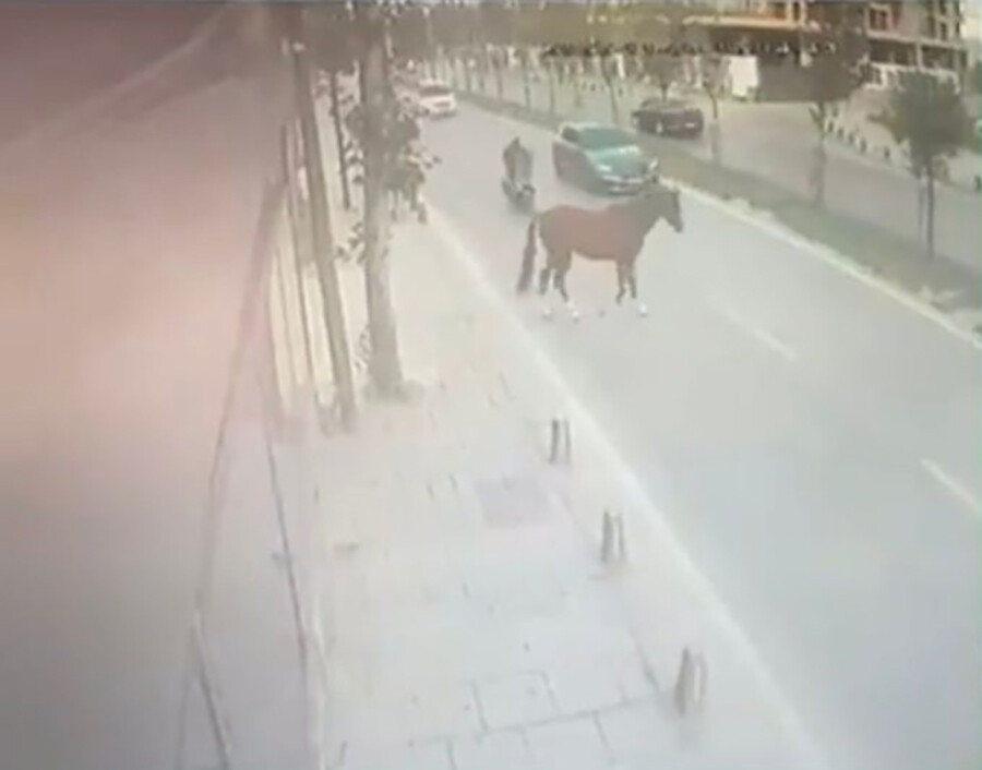 İstanbul'da ilginç kaza! Yoldaki ata motosiklet çarptı, o anlar kamerada İstanbul'da ilginç kaza! Yoldaki ata motosiklet çarptı, o anlar kamerada