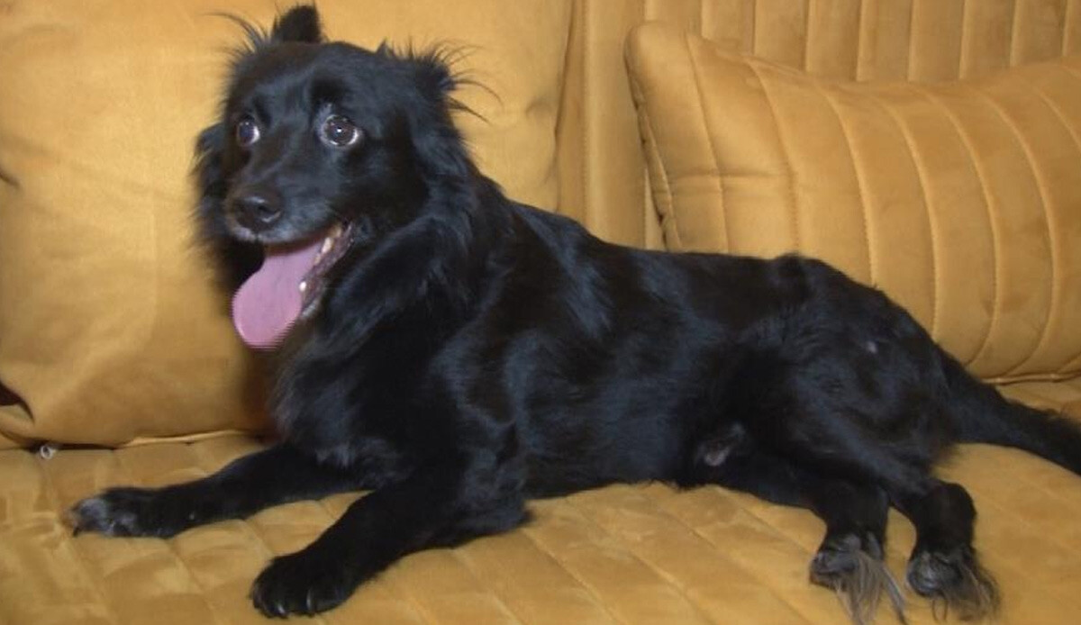 ‘Sinyal tedavisi’ ilk kez omurilik felcine umut ışığı oldu