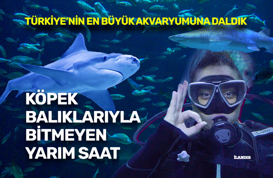 Köpek balıklarıyla başbaşa: İstanbul Akvaryum’a daldık