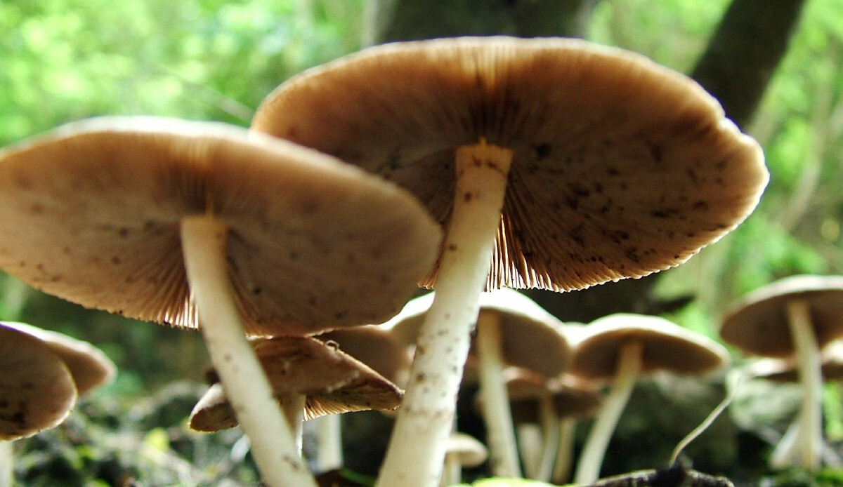 Yılan zehirlenmesiyle eş değer! Ölüme kadar götürüyor