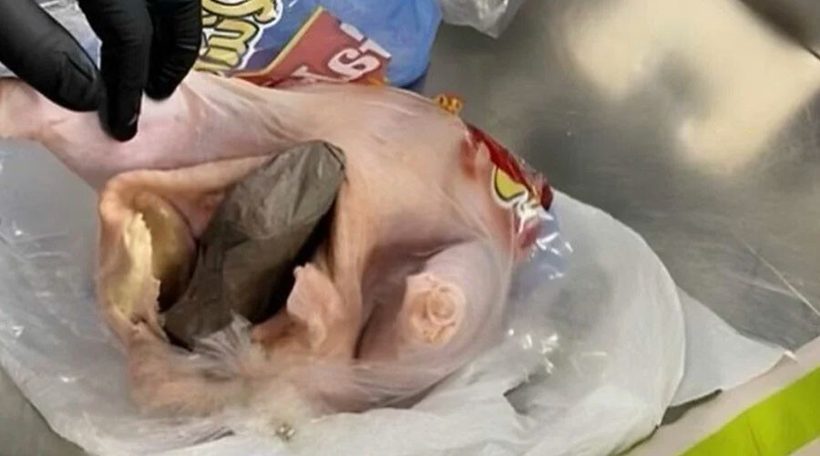 Bagaj kontrolünde memurlar tespit etti! Çiğ tavuğun içini silahla doldurdu