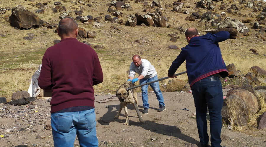 Son dakika... Kuduz teşhisi konulan çocuk hayatını kaybetti