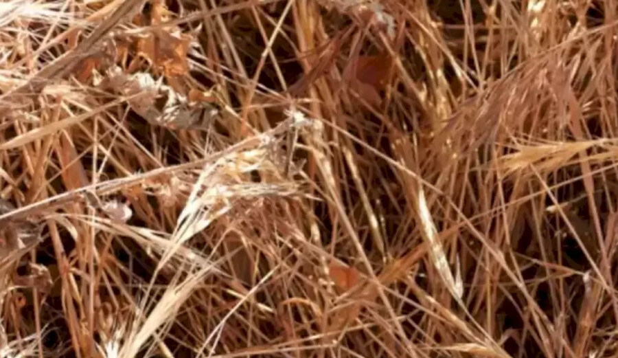 Sadece dâhiler bulabiliyor! Görüntüdeki gizli kelebeği 20 saniye içinde gören kişi sayısı çok az