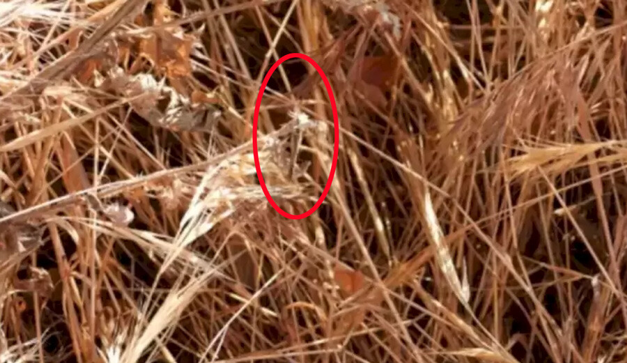 Sadece dâhiler bulabiliyor! Görüntüdeki gizli kelebeği 20 saniye içinde gören kişi sayısı çok az