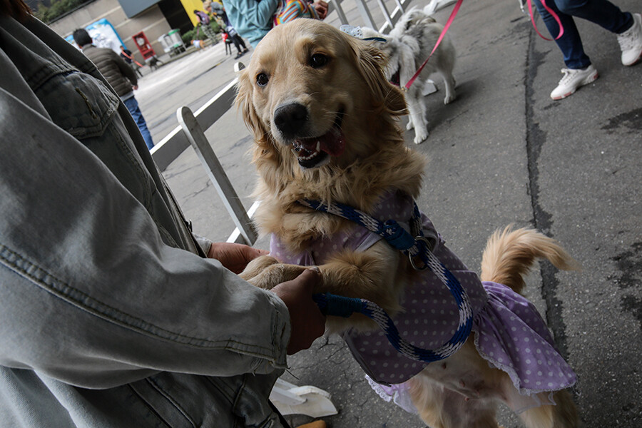 Evlerdeki tehlike! Kuduz yanı başımızda