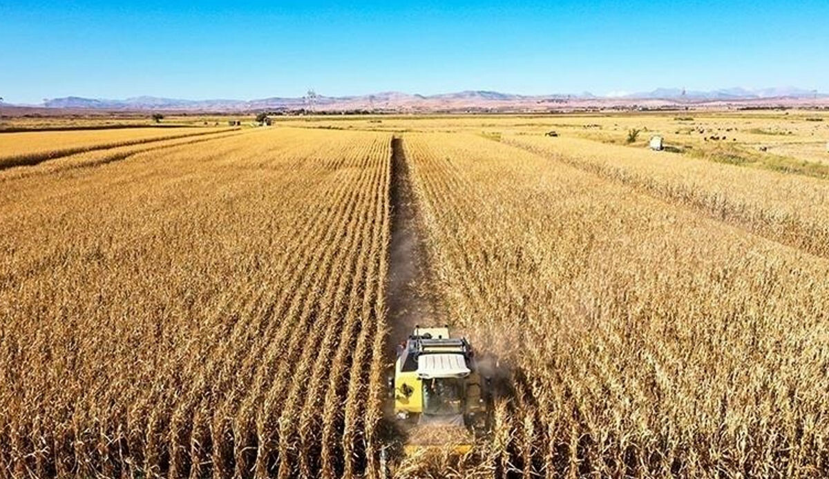 Üreticilerin korkusu gerçekleşti! Kuraklık tarımı vurdu: Çiftçiler artık bu ürünleri ekemeyecek