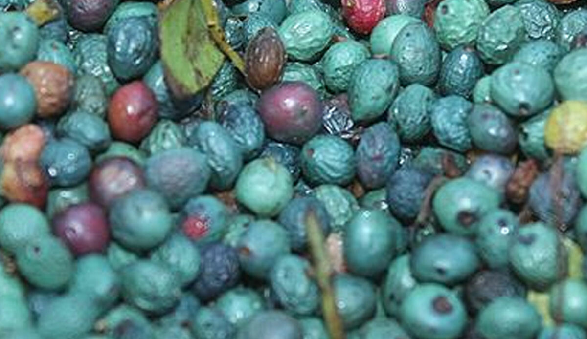 Faydaları say say bitmiyor! Tesadüfen fark edildi, ekonomik kazancı çok yüksek! Köylülere kazanç kapısı oldu