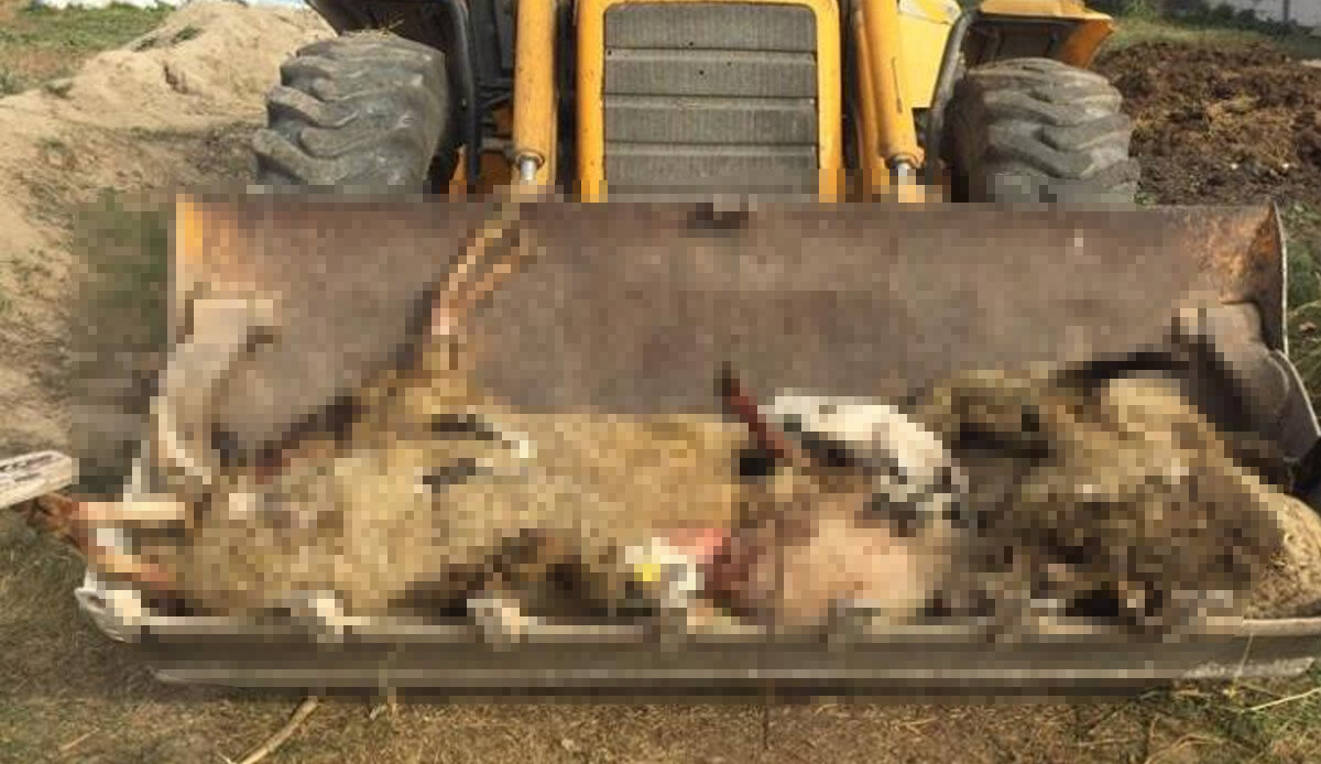 Başıboş köpek dehşetine bir yenisi daha eklendi! Çiftlikteki 8 koyun telef oldu Başıboş köpek dehşetine bir yenisi daha eklendi! Çiftlikteki 8 koyun telef oldu