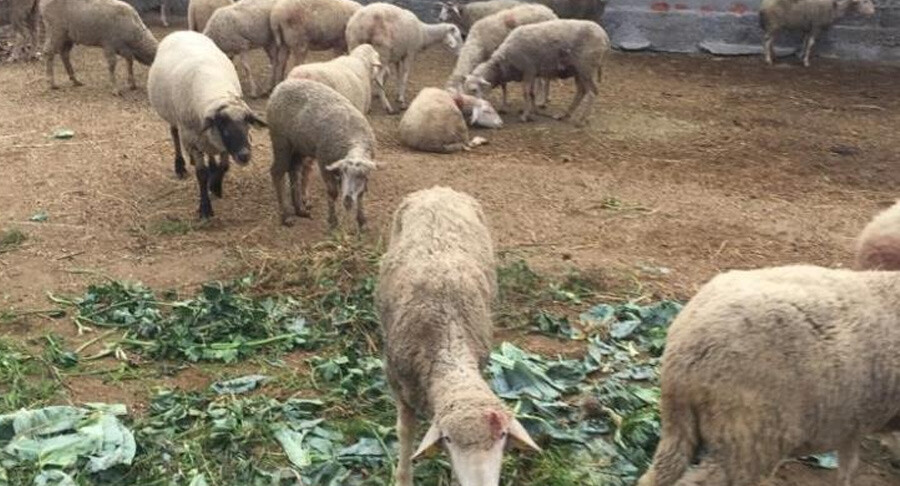 Başıboş köpek dehşetine bir yenisi daha eklendi! Çiftlikteki 8 koyun telef oldu