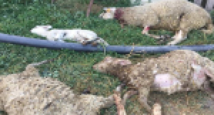 Başıboş köpek dehşetine bir yenisi daha eklendi! Çiftlikteki 8 koyun telef oldu