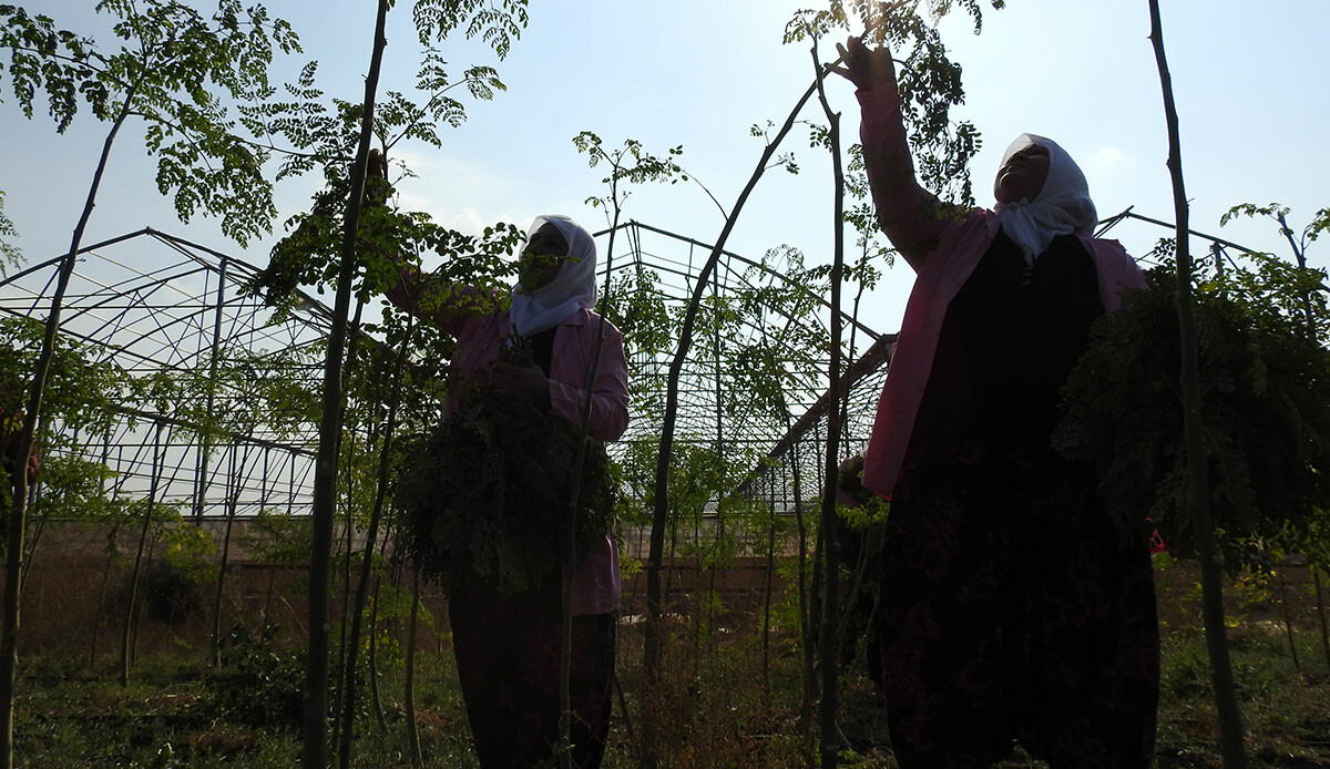 Cumhurbaşkanı Erdoğan bahsetmişti! Hindistan'dan Gaziantep'e uzanan 'moringa' böyle üretiliyor