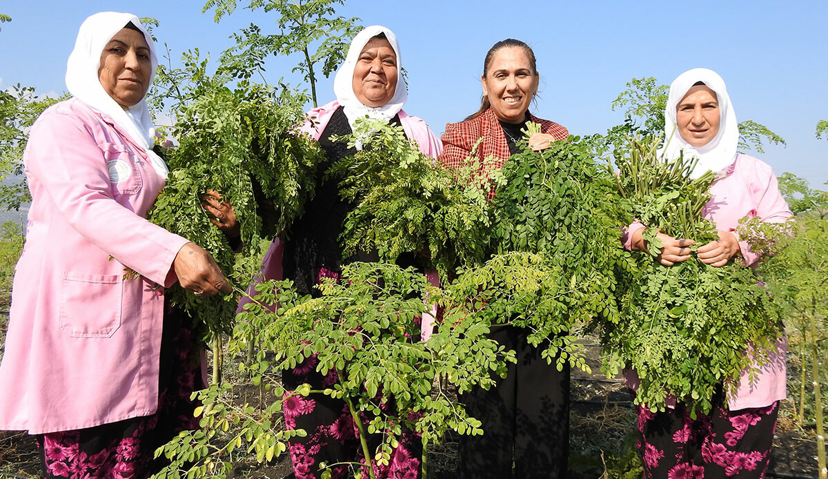 Cumhurbaşkanı Erdoğan bahsetmişti! Hindistan'dan Gaziantep'e uzanan 'moringa' böyle üretiliyor