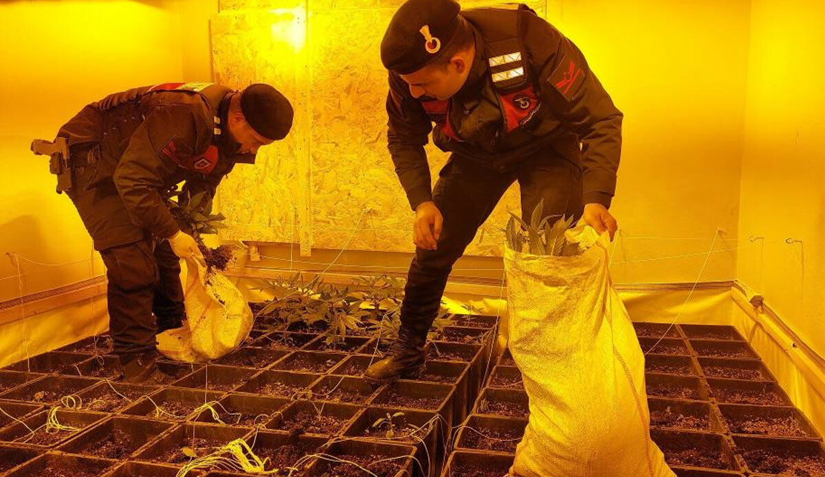 Kiralık villada kenevir yetiştiriciliği! Gizli odalar polisi bile şaşırttı… Kiralık villada kenevir yetiştiriciliği! Gizli odalar polisi bile şaşırttı…