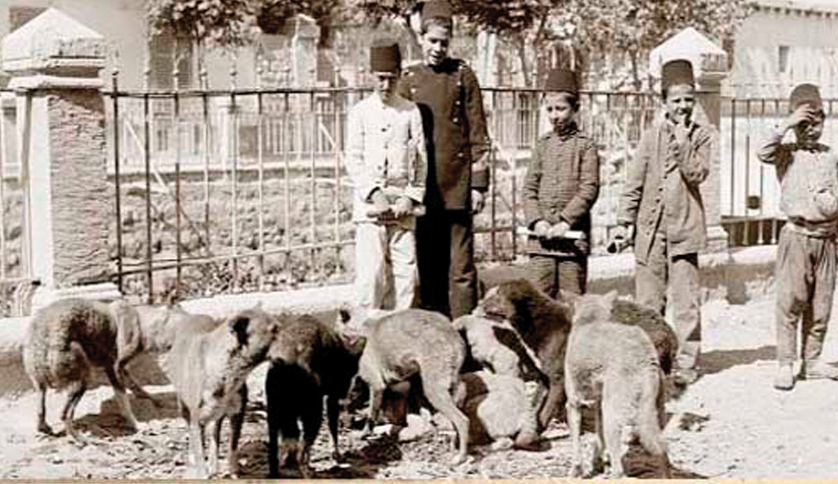 Köpekleri salmışlar taşları bağlamışlar!