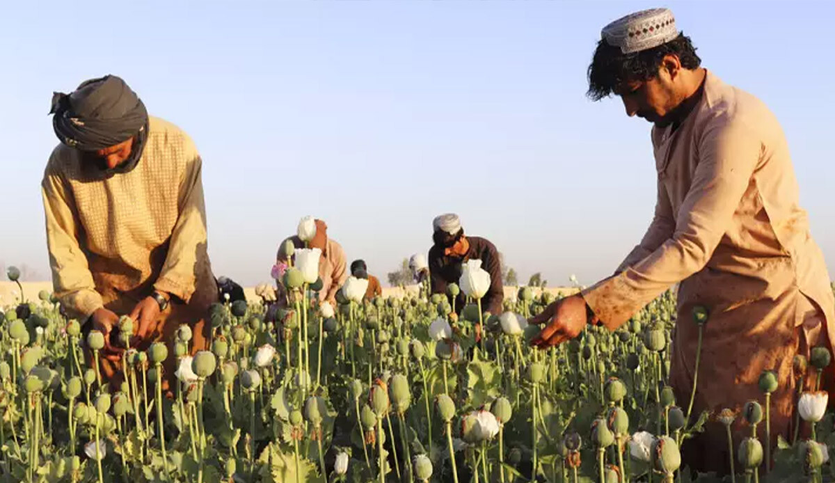 Afganistan&#039;da ailelerin &quot;tedavi&quot; düşüncesiyle afyon verdiği çocuklar ölüm tehlikesiyle karşı karşıya