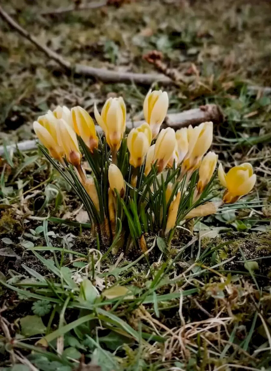 Gözlerinizi bozacak test: Fotoğraftaki gizli karıncayı yalnızca keskin gözlere sahip olanlar fark ediyor