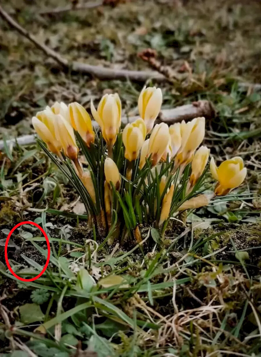 Gözlerinizi bozacak test: Fotoğraftaki gizli karıncayı yalnızca keskin gözlere sahip olanlar fark ediyor