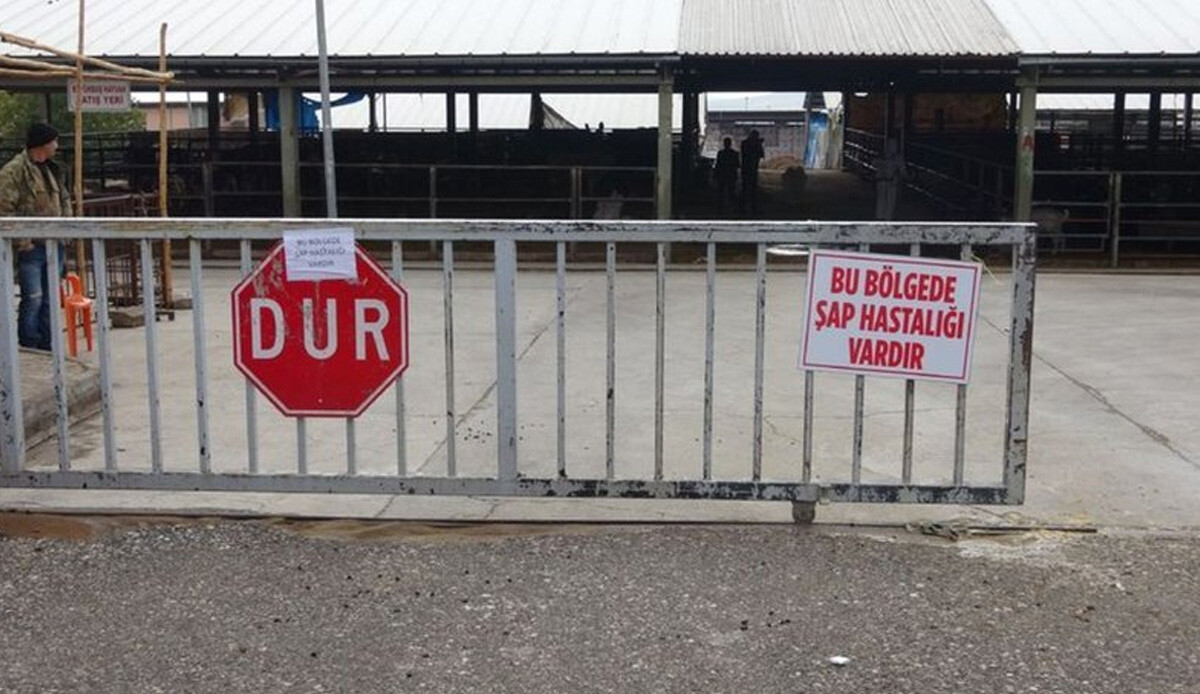 Adıyaman&#039;da kuduzun ardından şap karantinası