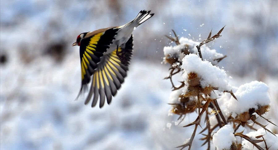 Kış Sarıkamış'a erken geldi: Kars beyaz gelinliğini giydi
