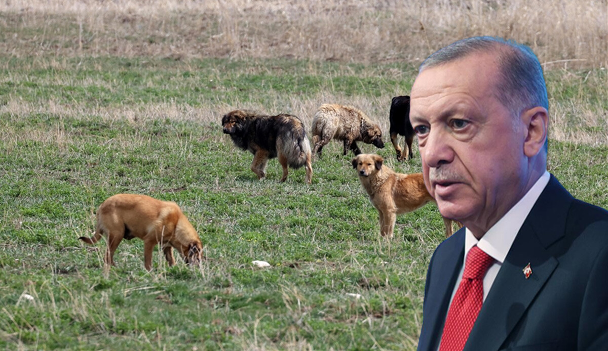 Cumhurbaşkanı Erdoğan’dan başıboş köpeklere ilişkin açıklama: Sokak hayvanları toplanmalı! Cumhurbaşkanı Erdoğan’dan başıboş köpeklere ilişkin açıklama: Sokak hayvanları toplanmalı!