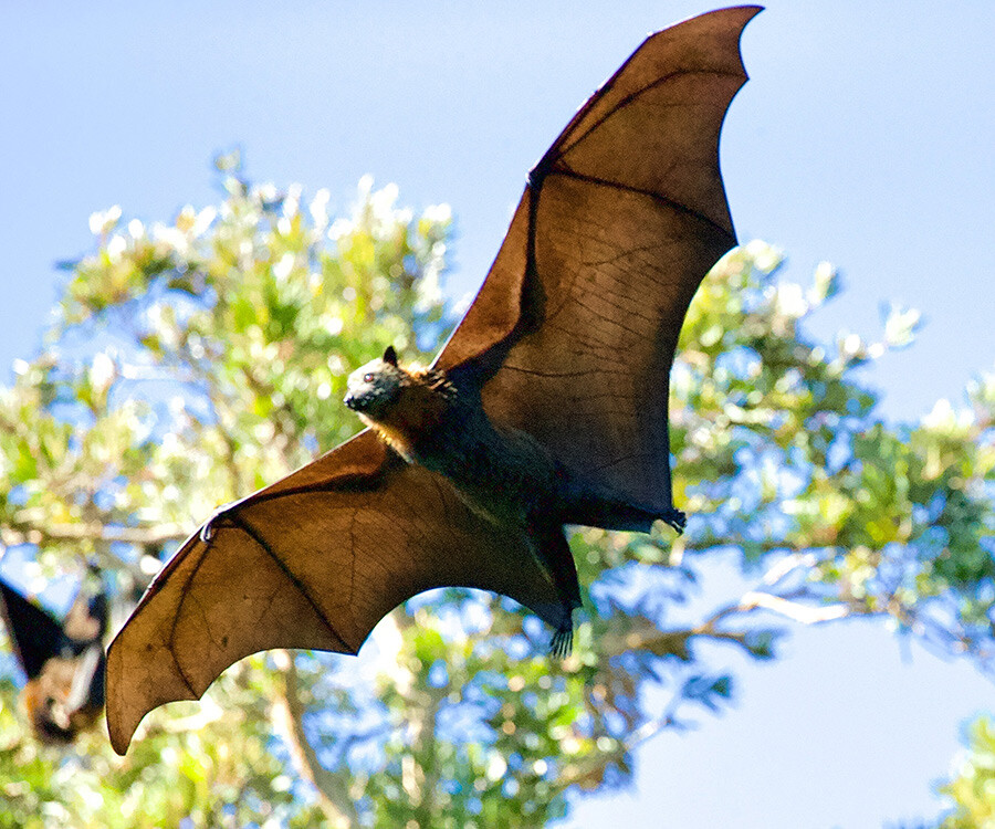 Bilim dünyasından 'yarasa' uyarısı: Bir sonraki pandemi kapımızda bekliyor