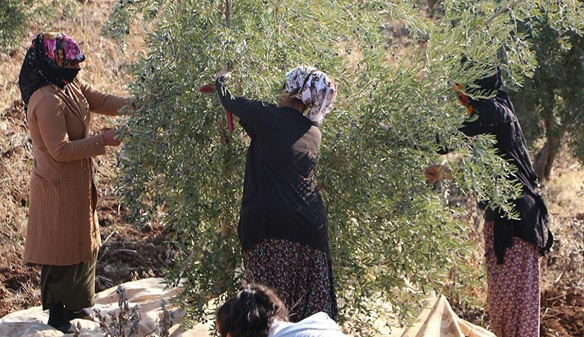 Zeytin hasadında kadın işçilerden 'eksik yevmiye'ye eşitsizlik tepkisi 