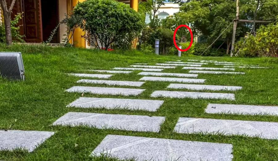 10 saniyeniz var… Görseldeki köpeği bir bakışta görenlerin çok zeki olduğu söyleniyor