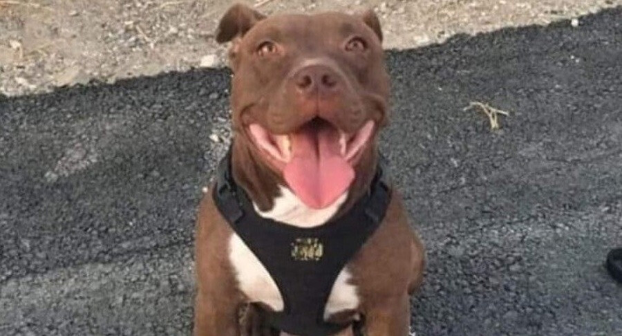 Pitbull cinsi köpeği vahşice katletmişti! 6 yıl hapis istemi Pitbull cinsi köpeği vahşice katletmişti! 6 yıl hapis istemi
