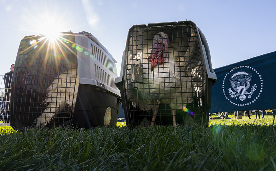 ABD Başkanı Biden, iki hindiyi affetti