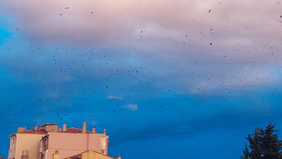 Kargalar gökyüzünü işgal etti, görenler şaşkına döndü Kargalar gökyüzünü işgal etti, görenler şaşkına döndü