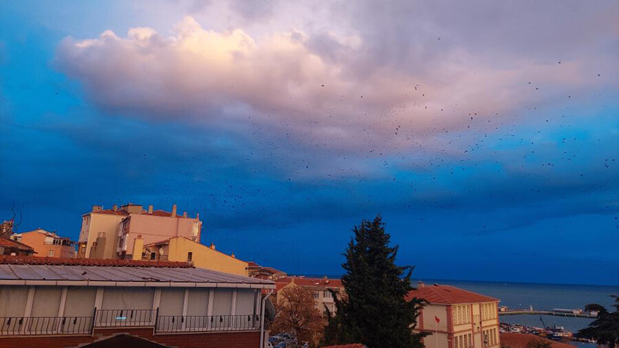 Kargalar gökyüzünü işgal etti, görenler şaşkına döndü Kargalar gökyüzünü işgal etti, görenler şaşkına döndü