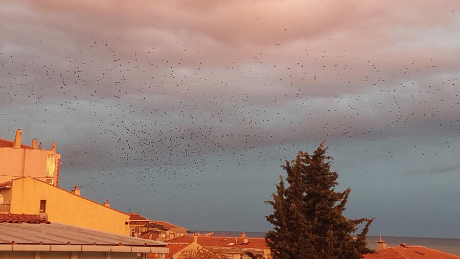 Kargalar gökyüzünü işgal etti, görenler şaşkına döndü Kargalar gökyüzünü işgal etti, görenler şaşkına döndü