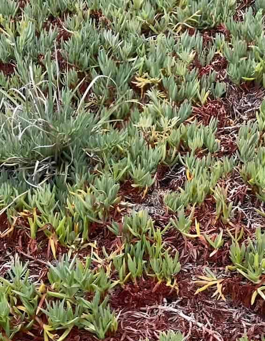 9 saniyeniz var… Resimde gizlenen yılanı bulanlar keskin gözlü kartalların pabucunu dama atıyor