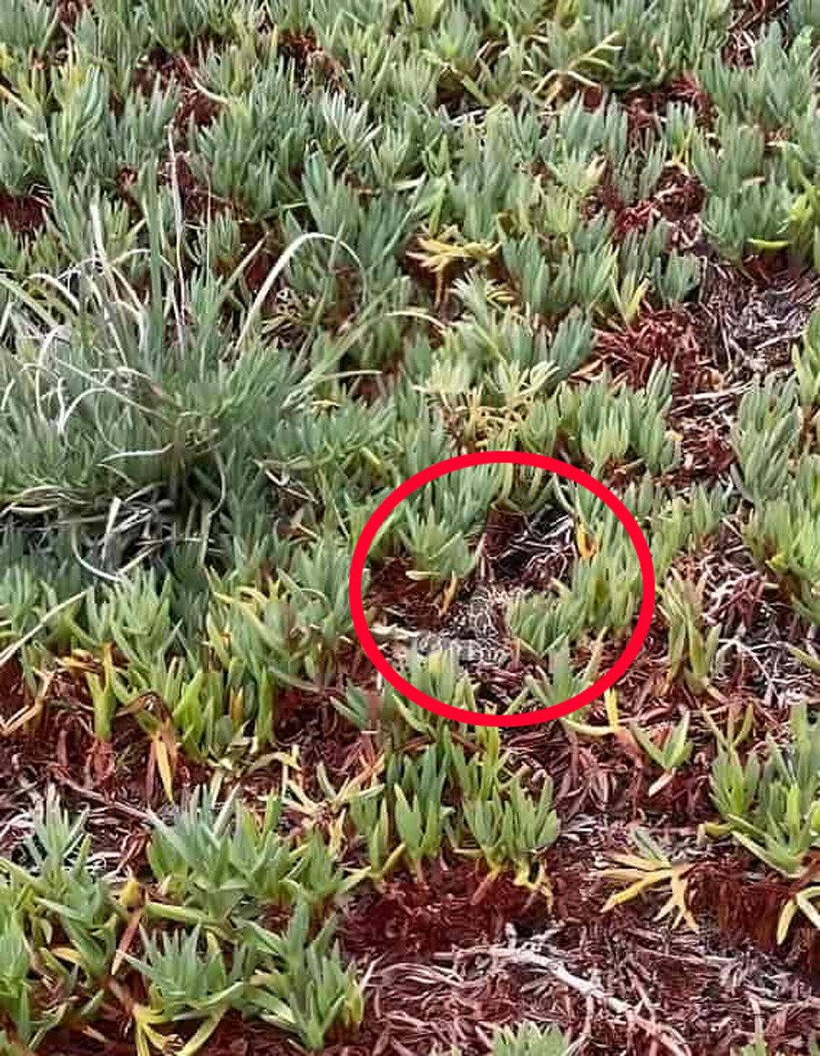 9 saniyeniz var… Resimde gizlenen yılanı bulanlar keskin gözlü kartalların pabucunu dama atıyor