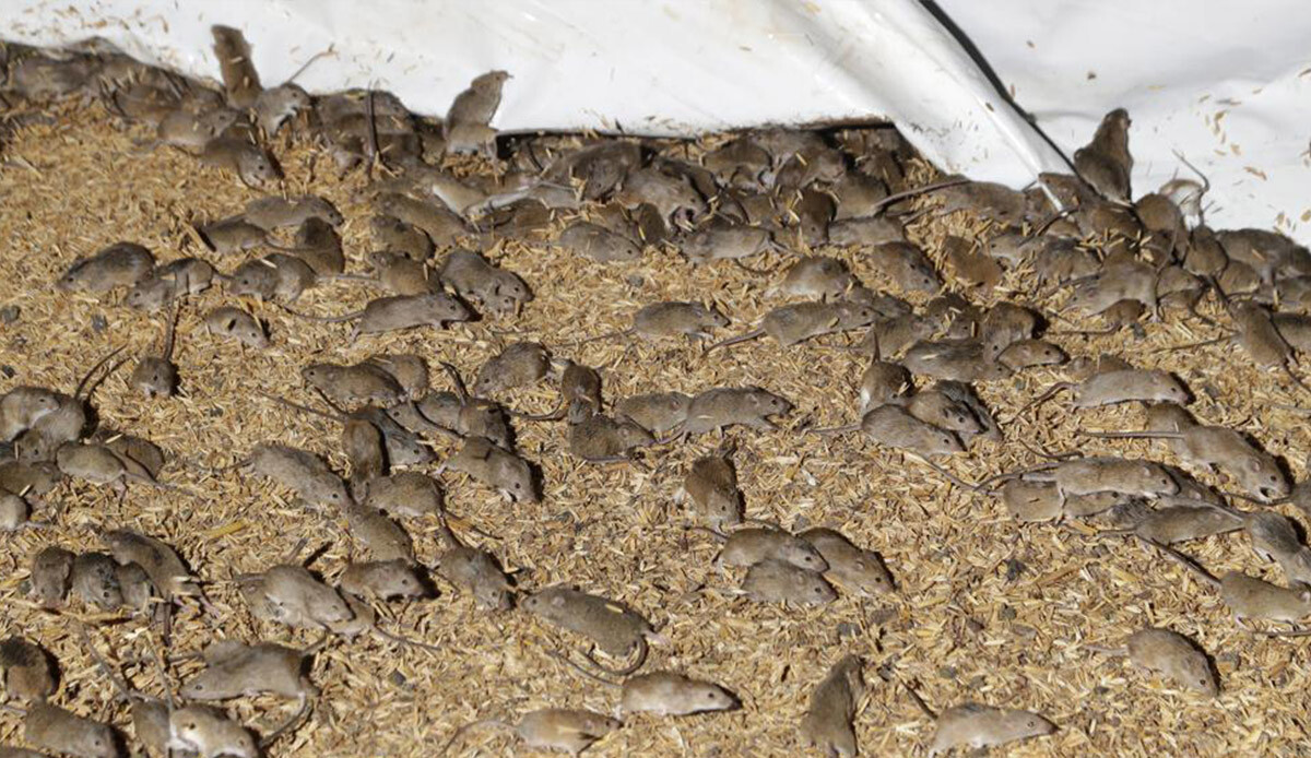 Hayrete düşüren rapor! 200 kg esrar istila sonrası yok oldu Hayrete düşüren rapor! 200 kg esrar istila sonrası yok oldu