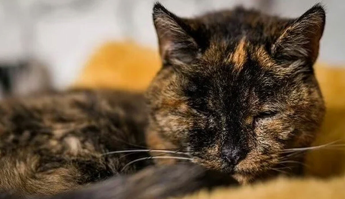 Yaşayan en yaşlı kedi: Flossie Yaşayan en yaşlı kedi: Flossie