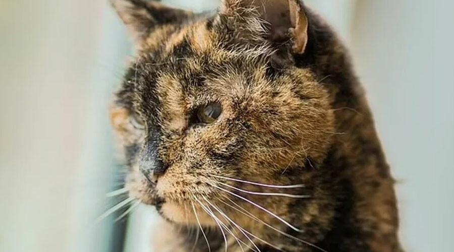 Yaşayan en yaşlı kedi: Flossie Yaşayan en yaşlı kedi: Flossie