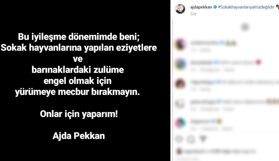 Konya’daki köpek katliamına hasta yatağındaki Ajda Pekkan’dan tepki: ‘Beni mecbur bırakmayın!’ Konya’daki köpek katliamına hasta yatağındaki Ajda Pekkan’dan tepki: ‘Beni mecbur bırakmayın!’