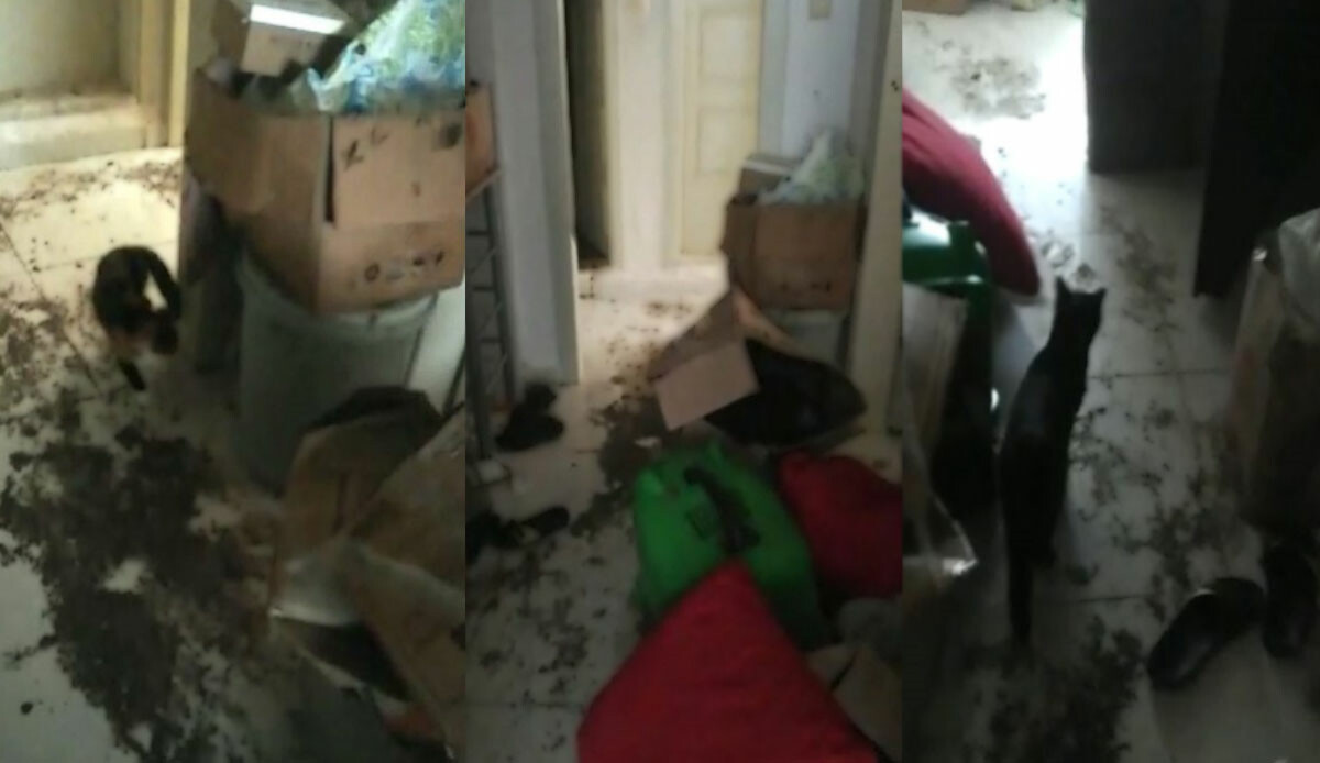 Böyle kiracı düşman başına! Sahibi evin son halini görünce şok geçirdi, evin başına gelmeyen kalmamış